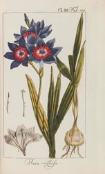 Výběr krásných a vzácných rostlin, 1795-1798.