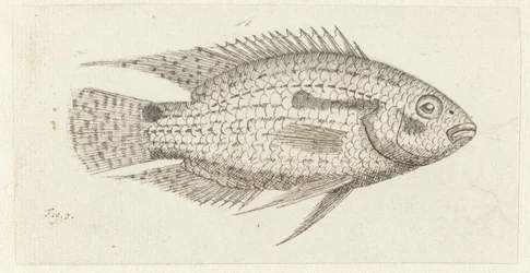 Tropická ryba Chromis epse