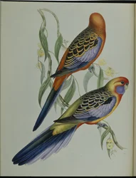 Parakeet Adelaide (Platycercus Adelaidiae) (ručně barvené litho)