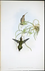 Spojenecký poustevník (Phaethornis Fraterculus) (ručně kolorovaný lito)