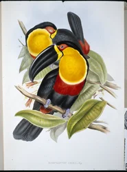 Ariel Tucan (Ramphastos Ariel) (ručně barvené lito)