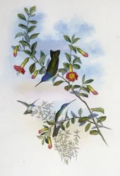 Azurová koruna modrokrká (Cyanomyia Cyanocollis) (ručně barvené litho)