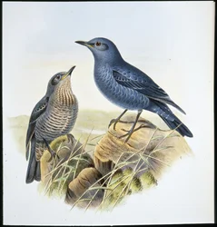 Blue Rock Thrush (Petrocossyphus Cyanus) (ručně barvený litho)
