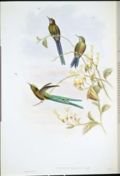 Bolivijský Sylph (Cynanthus Bolivianus) (ručně kolorovaný litho)
