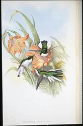 Brazilská víla (Heliothrix Auriculatus) (ručně barvené lito)