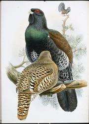 Tetřev hlušec (Tetrao Urogallus) (ručně barvené lito)