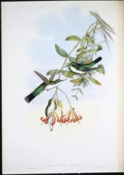 Víla kajeputka (Heliothryx Auritus) (ručně kolorovaná litografie)
