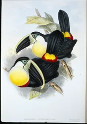 Tukan citronový (Ramphastos Citreolaemus) (ručně barvené litho)