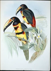 Aracari II (Pteroglossus Torquatus) (ručně barvený litho)