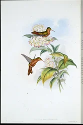 Amazilia korálozobá (Amazilia Corallirostris) (ručně barvené litho)