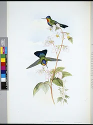 Kolibřík kostarický (Panterpeinsignis) (ručně kolorovaný litho)