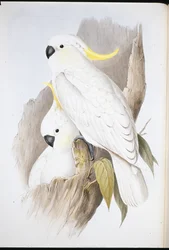 Kakadu žlutočečelatý (Cacatua galerita)