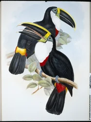 Tukan kulminovaný (Ramphastos Culminatus) (ručně barvené lito)