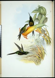 Kolibřík císařovny (Eugenia Imperatrix) (ručně kolorovaný litho)