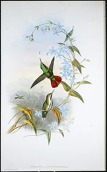 Tenkozobec ohnivocasý (Avocettula Recurvirostris)