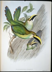 Tukan zlatozelený (Aulacoramphus Prasinus) (ručně barvený litho)