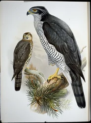 Jestřáb (Astur Palumbarius) (ručně barvené lito)