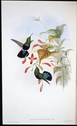 Karib trávově zelený (Eulampis Chlorolaemus) (ručně barvený litho)