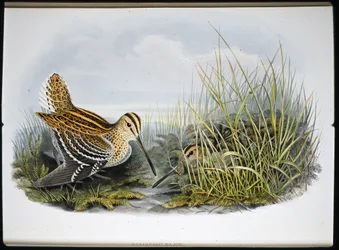 Bekasina velká (Gallinaco Major) (ručně kolorovaná litografie)