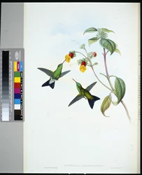 Safír zelenohlavý (eucephala chlorocephela) (ručně barvený litho)