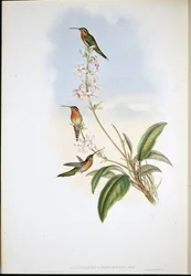 Poustevníček zelenoocasý (Phaethornis viridicaudata)