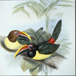 Aracari zelené (Pteroglossus Viridis) (ručně barvené lito)