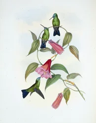 Zelený a modrý safír (eucephala smaragdocaerulea) (ručně barvené litho)