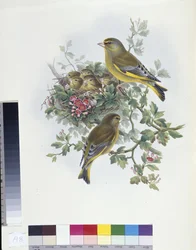 Zeleník zelený (Ligurinus chloris) (ručně barvený litho)