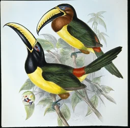 Humboldtovo aracari (Pteroglossus Humboldti) (ručně kolorované lito)