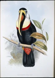 Tukan Inků (Ramphastos inica) (ručně barvené lito)