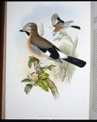 Jay (Garrulus Glandarius) (ručně kolorovaný litho)