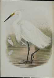 Volavka malá (Egretta Garzetta) (ručně kolorovaná lito)