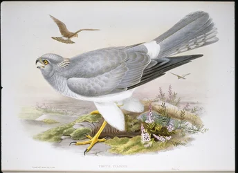 Marsh Harrier (Circus Aeruginosus) (ručně barvené litho)