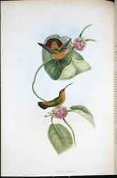 Mazeppa Hermit (Glaucis Mazeppa) (ručně barvené lito)