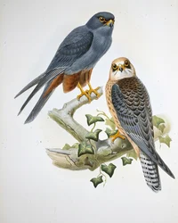 Hobby oranžovonohý (Erythropus Vespertinus) (ručně barvený litho)
