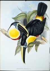 Kiss Toucan (Ramphastos Kissing) (ručně barvené lito)