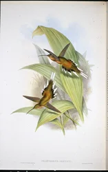 Pretreův poustevník (Phaethornis Pretrei) (ručně kolorované lito)