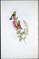 Kolibřík purpuroocasý (Metallura Williami)