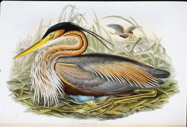 Volavka nachová (Ardea Purpurea) (ručně barvené litho)