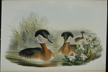 Potápka rudokrká (Podiceps Rubricollis) (ručně barvená lito)