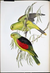 Lory rudokřídlá (Aprosmictus Erythropterus ) (ručně barvené lito)