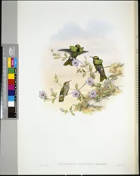 Roraima Coquette (lophornis pavoninus) (ručně barvené lito)