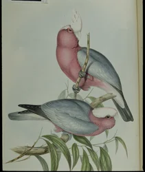 Kakadu růžový (Cacatua Eos) (ručně kolorovaná litografie)
