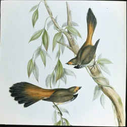 Vějířovec rufous-fronted (Rhipidura Rufifrons) (ručně barvený litho)