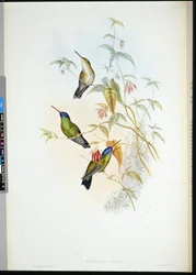 Plamennoš rufous (selasphorus rufus) (ručně barvené lito)