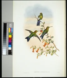 Safírově odvětrávaná Puff-leg (eriocnemis sapphiropygia) (ručně barvené lito)