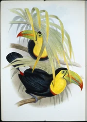 Tukan krátkozobý (Ramphastos Brevicarinatus) (ručně barvený litho)