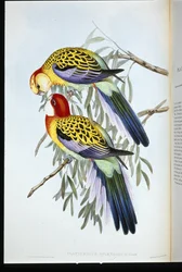 Splendid Andulka (Splendid Palatycercus) (ručně barvené litho)
