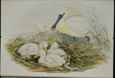 Spoonbill (Platalea Leucorodia) (ručně barvené litho)