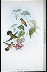 Adelomyia skvrnitá (Adelomyia Maculata) (ručně barvená lito)